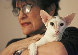 See more ideas about oriental shorthair, oriental shorthair cats, oriental cat. Pet Tales Oriental Shorthair Cats Want Your Undivided Attention Pittsburgh Post Gazette