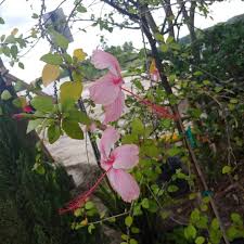 Prunus snofozam, falling snow weeping cherry falling snow is spectacular weeping cherry tree. This Weeping Hibiscus Tree Has Gardens Wholesale Nursery Facebook