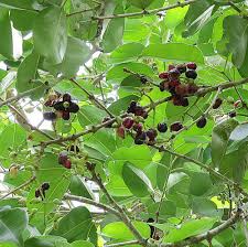 Image result for Syzygium cumini