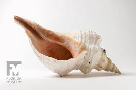 Triplofusus giganteus, previously known as pleuroploca gigantea, common name the florida horse conch, is a species of extremely large predatory subtropical and tropical sea snail, a marine gastropod mollusc in the family fasciolariidae, the spindle snails, tulip snails and their allies. Horse Conch