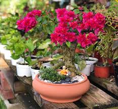 Bougainvillea don fernando контейнер 0.5 литра. Quality Agri Home Facebook