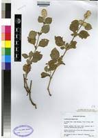 Image result for Cyathula polycephala