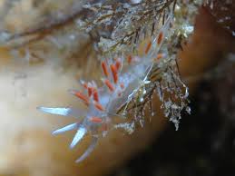 Image result for Selago albomarginata