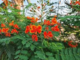 Image result for Caesalpinia