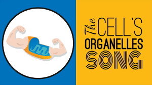 Check spelling or type a new query. The Cell S Organelles Song Memorize The Parts Of The Cell Youtube