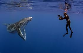 Il reconstitue l'animal en se servant de fils, de morceaux de la baleine n'est pas le seul de ses dadas. Sur Vos Ecrans En Quete Et Enquetes Le Devoir