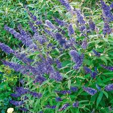Zwerg Schmetterlingsflieder Petite Adonis Blue Im Ca 15 Cm Topf Online Kaufen Bei Gartner Potschke Schmetterlingsflieder Pflanzen Straucher Garten