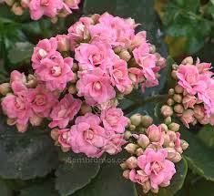 Surgen En Tallos Florales Formando Grandes Umbelas De Colores Rosa Rojo Purpura Amarillo O Blanco Segun La Especie O La Var Plantas Venta De Plantas Flores