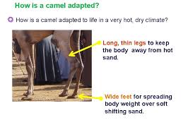Most english houses are two storeyed but the englishmen do not talk about the ground floor and the first floor. Camel Adaptations Just How Do I Survive In