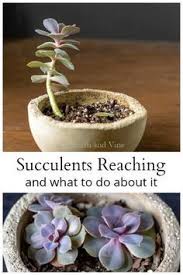 Tips For How To Fix A Stretched Succulent Plant That Grows Tall And Leggy Succulents Tall Succulents Succulent Gardening