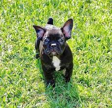 This lady is adorable and will be a great companion to her new fa. French Bulldog Puppies Texas