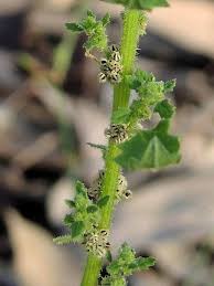 Image result for Dysphania pumilio