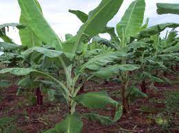 Maybe you would like to learn more about one of these? Tanaman Pisang Cavendish Samudrabibit Com