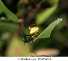 Image result for Poecilostachys