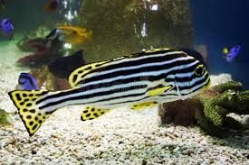 Black And White Striped Fish In The Gulf Of Mexico Pin On Portfolio Architecture