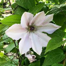 We did not find results for: Clematis Jan Pawel Ii John Paul Ii Alfred Forster Ag