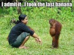 Orangutan Meme Funny Animal Pictures Cute Animals Funny Animals