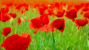 61 Red Poppy Wallpaper On Wallpapersafari Find the best free stock images about hd wallpaper poppy. 61 red poppy wallpaper on wallpapersafari