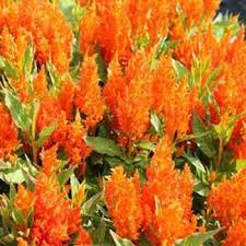 Woolflower Seeds Celosia Plumosa Nana Glitters Orange Seed Flower Seeds Planting Bulbs Flowers
