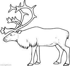 Elk coloring page elk printable coloring page, free to download and print. Simple Realistic Elk Coloring Page Coloringall
