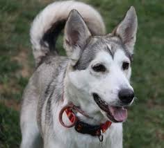 Northern Inuit Dog Breed Information And Pictures