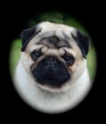 Northern California Pug Club Breeder Selection Tips Breeders Pugs Northern California