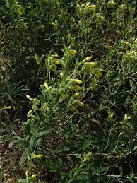 Image result for Cystostemon hispidissimus