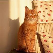 kedi istanbul cat sarman on instagram kedi cats oya