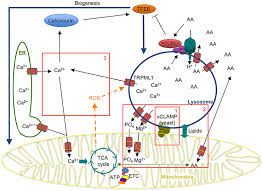 What does mitochondria use to make atp. Frontiers Mitochondria And Lysosomes Discovering Bonds Cell And Developmental Biology