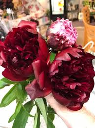 Hours may change under current circumstances A Cut Above Florist Home Facebook