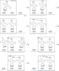 transcription translation and replication