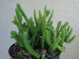 Growing crassula muscosa tips on watch chain plant care plants. Crassula Imperialis Giant Watch Chain World Of Succulents