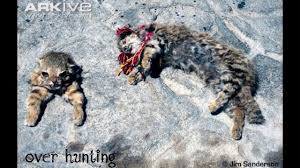 The andean mountain cat is one of them. Save Andean Mountain Cat Kucing Andes Amazing Animal Youtube