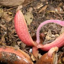 Image result for Pouteria adolfi-friedericii