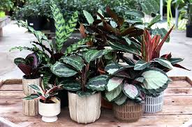 Image result for calathea