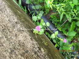 Image result for Boerhavia repens