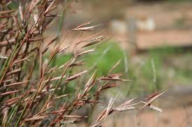 Image result for Monocymbium