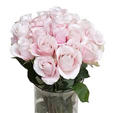 We did not find results for: Amazon Com Greenchoice Flowers 24 Light Pink Roses Fresh Cut Flowers Fresh Bulk Flowers Birthday Flowers 2 Dozen 20 Inch Long Stem Flower Cut Direct From Farm Grocery Gourmet Food
