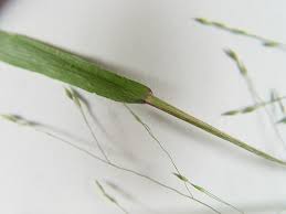 Image result for Panicum pilgeri