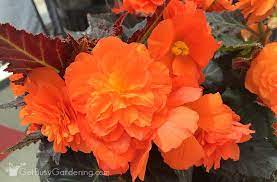 Begonia Plant Care How To Grow Care For Begonias Plant Care Houseplant Begonia Plant Care