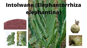 Image result for Elephantorrhiza elephantina