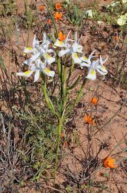 Image result for Disperis concinna