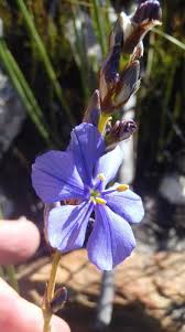 Image result for Aristea abyssinica