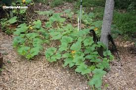 To prune winter squash, let the plant grow until it develops three to five fruits, then use sharp, clean shears to cut the end of the vine two leaf nodes after the last fruit. Garden Newsletter Pruning Squash Plants And Garden Delights Gardensall