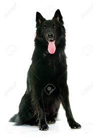 It's important to understand the potential health issues that could affect your breed and the steps your breeder is taking to q: Belgian Shepherd Groenendael In Front Of White Background Stock Photo Picture And Royalty Free Image Image 50367223