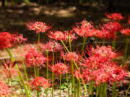 The base is formed by a stem, and plant growth occurs from. How To Plant And Grow Spider Lily Hgtv