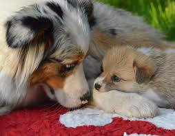 This adds a total of one (1) inch to the final size of the paper you are receiving. Double Creek Allevamento Australian Shepherd E Welsh Corgi Pembroke Home Facebook