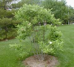 There are 1105 matches to your search. Magnolia Virginiana Jersey Friendly Yards