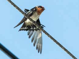 These sentences come from external sources and may not be accurate. Layang Layang Batu Ebird