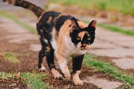Why Are Male Calico Cats So Rare